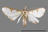 ǦW:Cirrhochrista spinuella