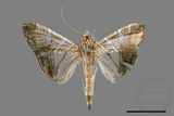 ǦW:Glyphodes stolalis