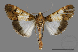 ǦW:Teliphasa albifusa