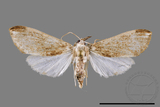 ǦW:Cirrhochrista fuscusa