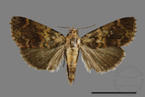 ǦW:Orthaga oliyacea