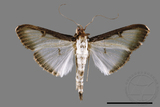 ǦW:Sisyrophora pfeifferae