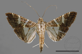 ǦW:Glyphodes stolalis