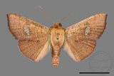 ǦW:Banisia fenestrifera