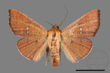 ǦW:Banisia fenestrifera