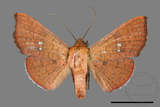 ǦW:Banisia fenestrifera