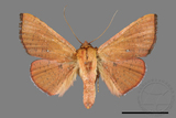 ǦW:Banisia fenestrifera