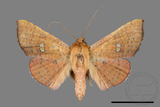 ǦW:Banisia fenestrifera