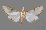 ǦW:Cirrhochrista spinuella