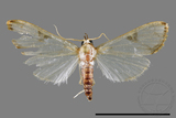 ǦW:Cirrhochrista fuscusa