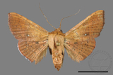 ǦW:Banisia fenestrifera