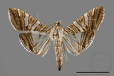 ǦW:Glyphodes stolalis