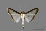 ǦW:Sisyrophora pfeifferae