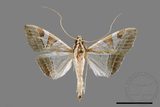 ǦW:Glyphodes itysalis