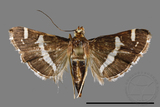 ǦW:Spoladea recurvalis