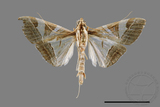 ǦW:Glyphodes itysalis