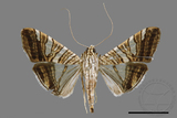 ǦW:Glyphodes stolalis