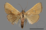 ǦW:Banisia owadai