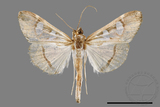 ǦW:Glyphodes chilka