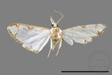 ǦW:Cirrhochrista spinuella