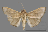 ǦW:Banisia owadai