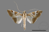 ǦW:Glyphodes itysalis