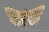 ǦW:Banisia owadai