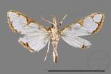 ǦW:Cirrhochrista spinuella