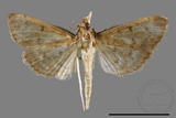 ئW:ŲwCrambidae