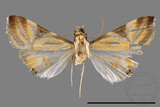 ǦW:Talanga sexpunctalis