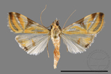 ǦW:Talanga sexpunctalis