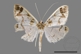 ǦW:Polythlipta divaricata