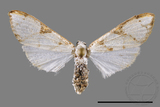 ǦW:Cirrhochrista fuscusa