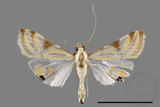 ǦW:Talanga sexpunctalis