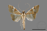 ǦW:Glyphodes itysalis