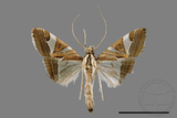 ǦW:Glyphodes itysalis