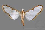 ǦW:Cirrhochrista spinuella