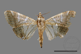 ǦW:Glyphodes stolalis