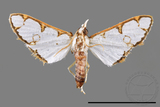 ǦW:Cirrhochrista spinuella