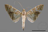 ǦW:Glyphodes stolalis