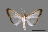 ǦW:Sisyrophora pfeifferae