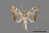 ǦW:Glyphodes itysalis