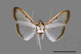 ǦW:Sisyrophora pfeifferae