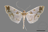 ǦW:Polythlipta divaricata