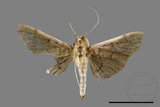 ئW:ŲwCrambidae