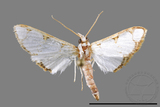 ǦW:Cirrhochrista spinuella