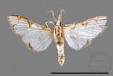 ǦW:Cirrhochrista spinuella