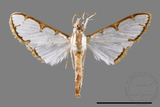 ǦW:Cirrhochrista spinuella