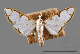 ǦW:Cirrhochrista spinuella