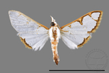 ǦW:Cirrhochrista spinuella